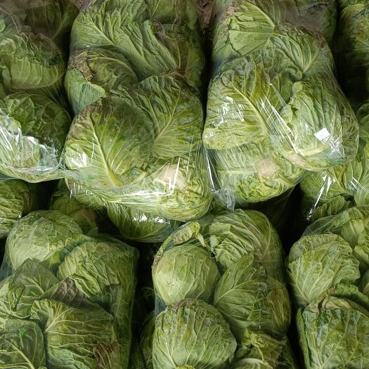 博爱县【精品A货】洋白菜 包菜 甘蓝全国可发 质量精品 货源充足