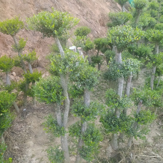 南昌本基地有大量一米至一米三小叶赤楠树桩出售，一手货源，量大从优