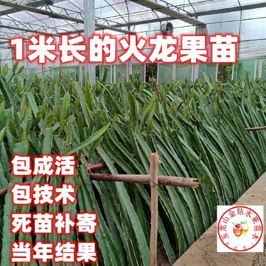 一米长的火龙果苗，当年结果的火龙果苗