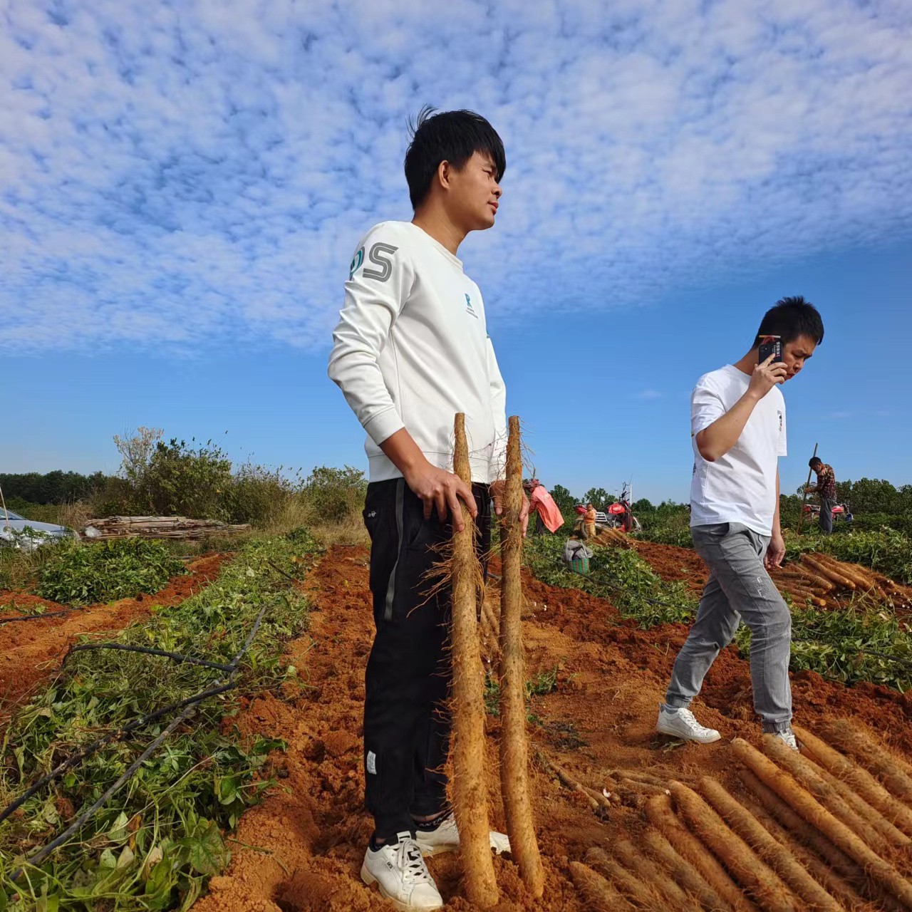 《精选》精品山药，淮山，黑鬼白鬼大量有货，