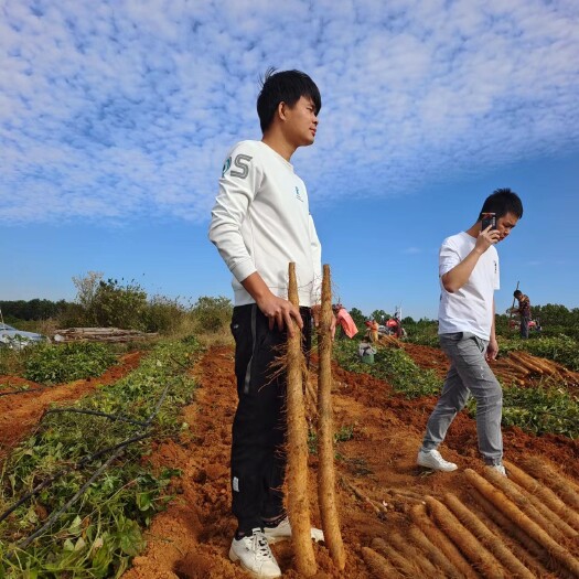 《精选》精品山药，淮山，黑鬼白鬼大量有货，