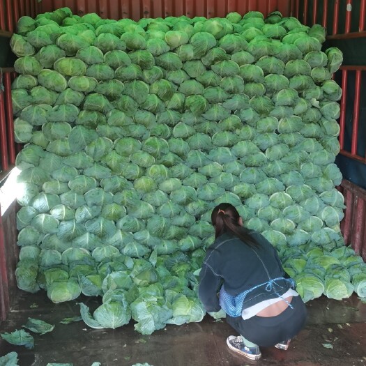 威宁县高山精品奥奇丽，奥奇娜