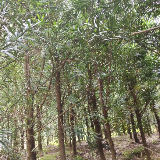 奉新县罗汉松占地苗