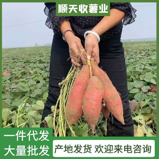 夏津县山东烟薯25，支持一件代发，和大量批发，