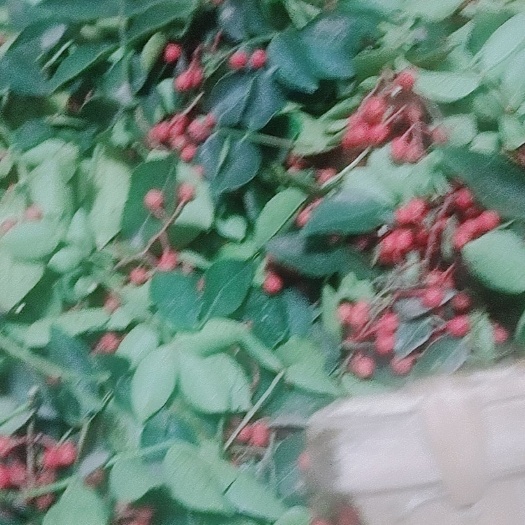 交城县花椒