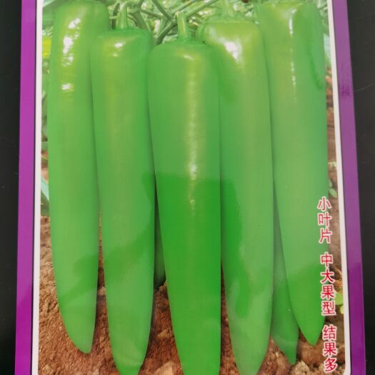 亚洲椒星 杂交一代辣椒品种  植株生长强 黄绿皮