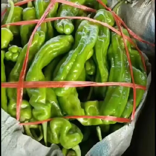 南京青椒，天不第一椒