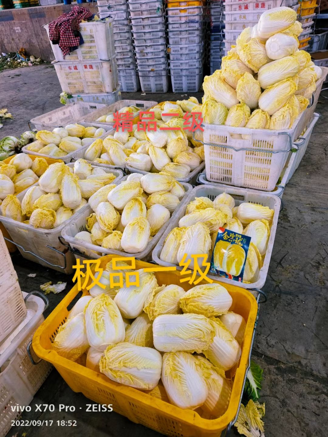 湖北精品娃娃菜，大娃娃菜小娃娃菜，毛菜、净菜精包，冷库加工