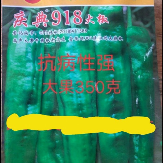 牛角椒种子  庆典918大椒辣椒种子~好种易管理亮绿皮微辣耐