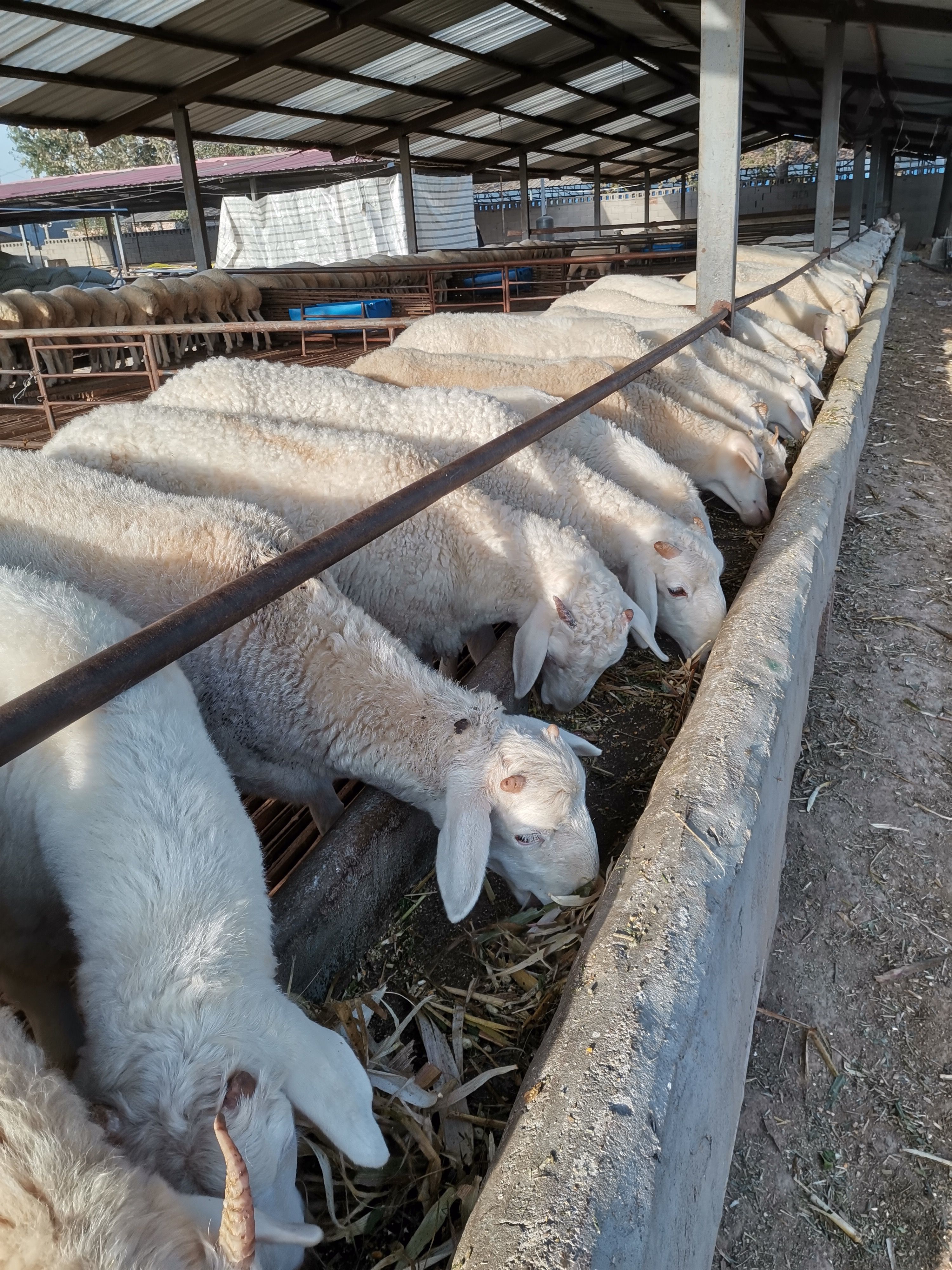 梁山县小尾寒羊繁殖种羊，种公羊大量出栏