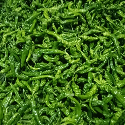 大荔县螺丝椒