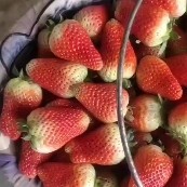 徐州奶油草莓将大量上市 现在现发对接全国客商
