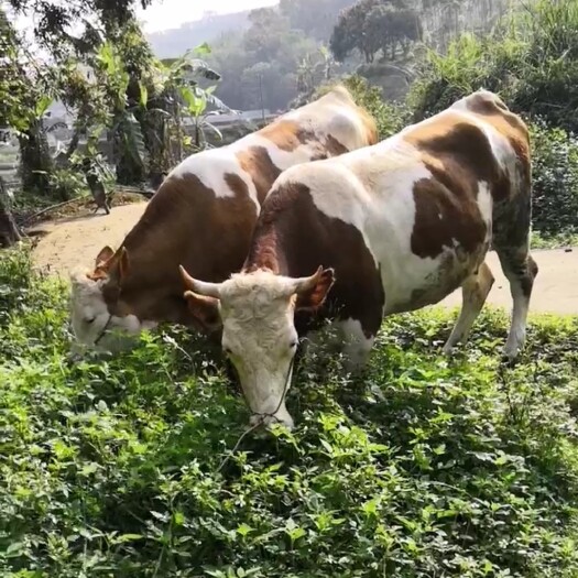 博白县纯杂交牛