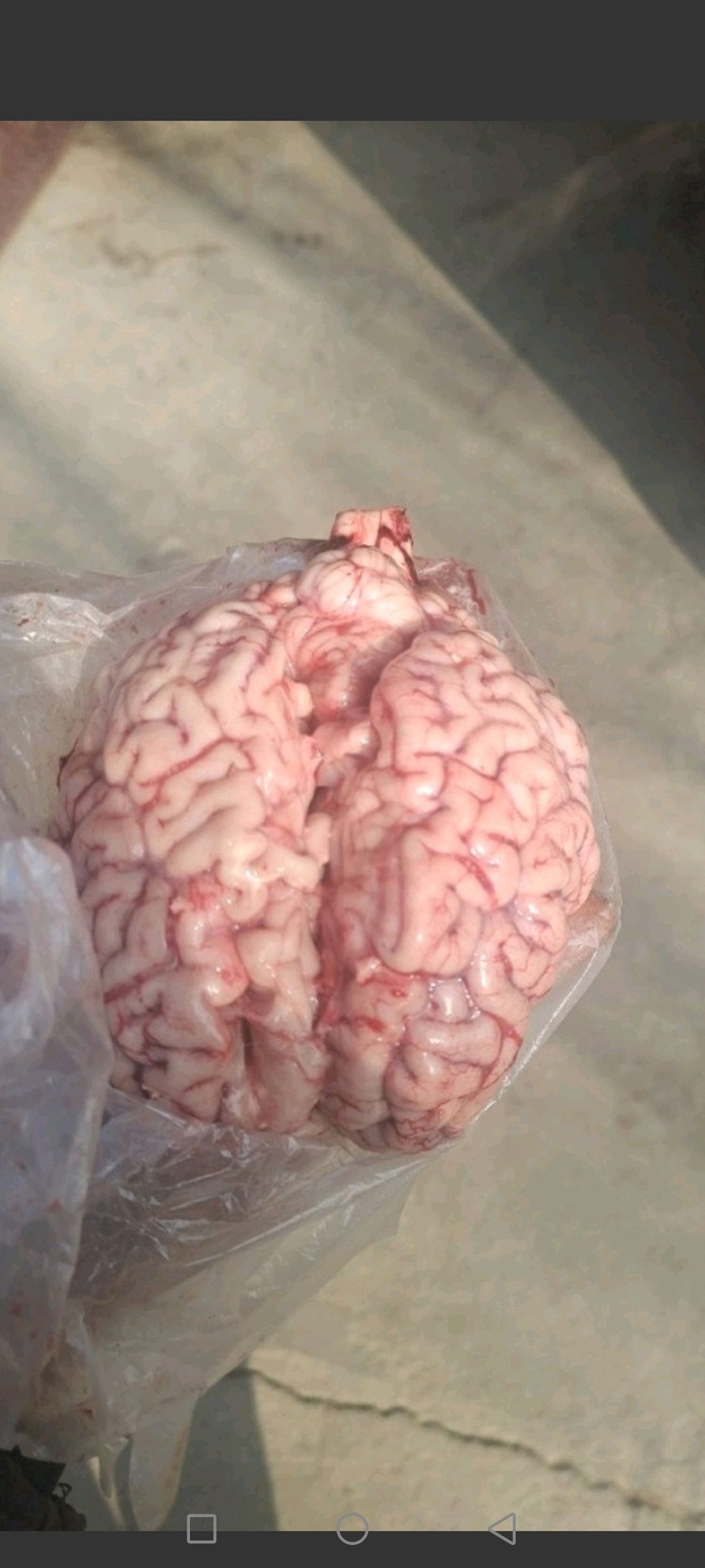 新鲜牛脑