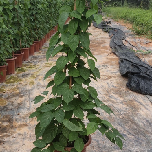 炮仗花