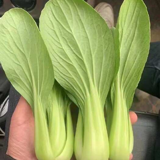太和县精品上海青现割，现发。