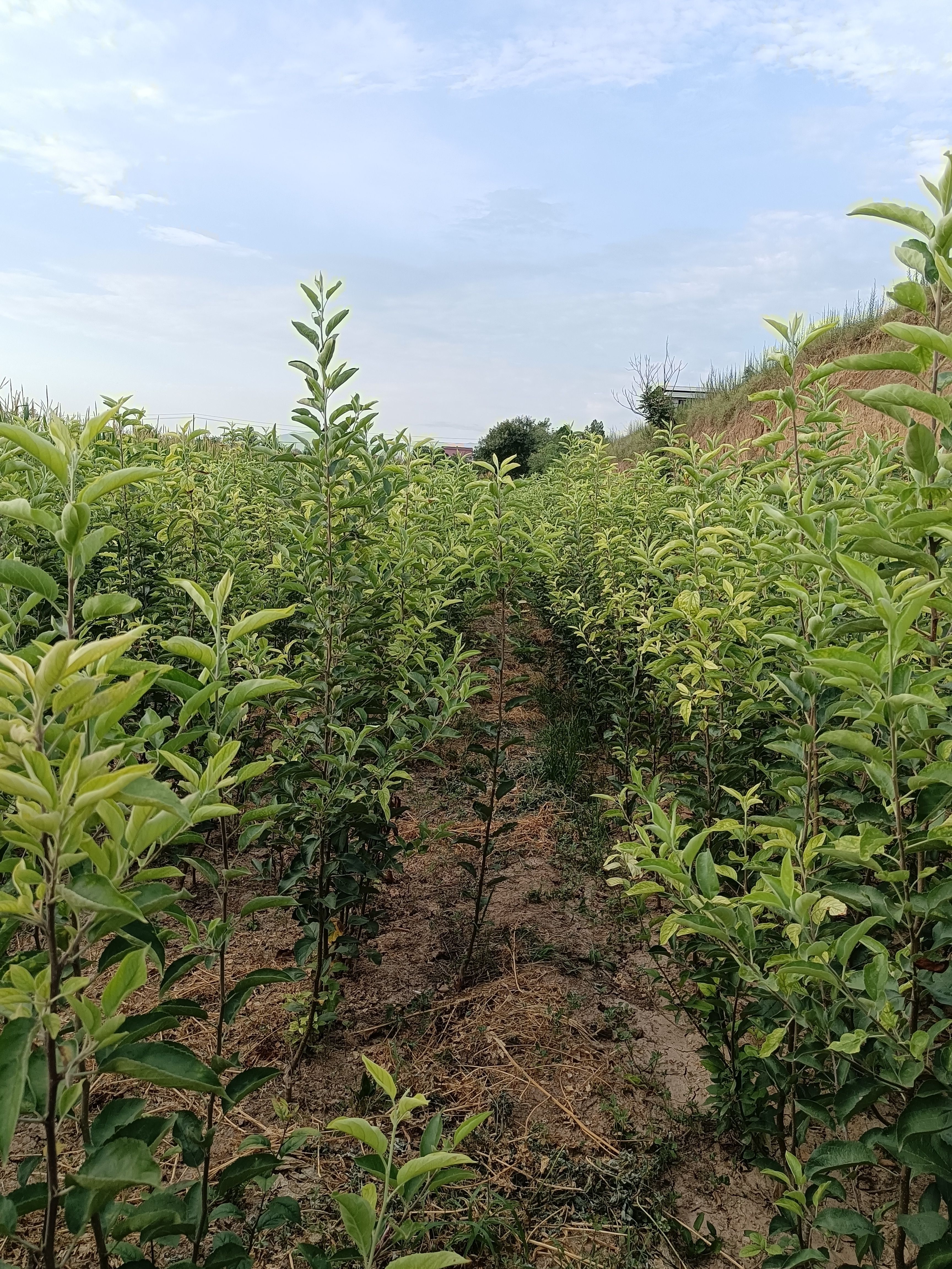 出售秦阳，秦脆乔化苹果苗18000株。