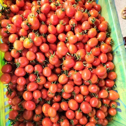 百色圣女果已大量上市