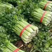 芹菜 西芹