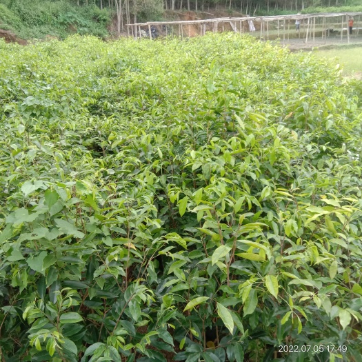 化州市沉香苗    苗场直销各规格沉香苗
