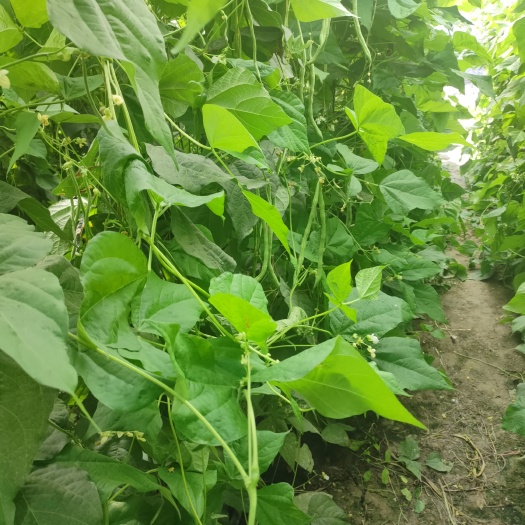 阿克苏市豆角白芸豆绿芸豆优质白不老价格合理提前联系。价格随行就市