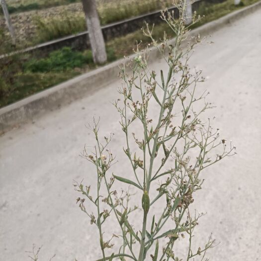 惠水县蓬草