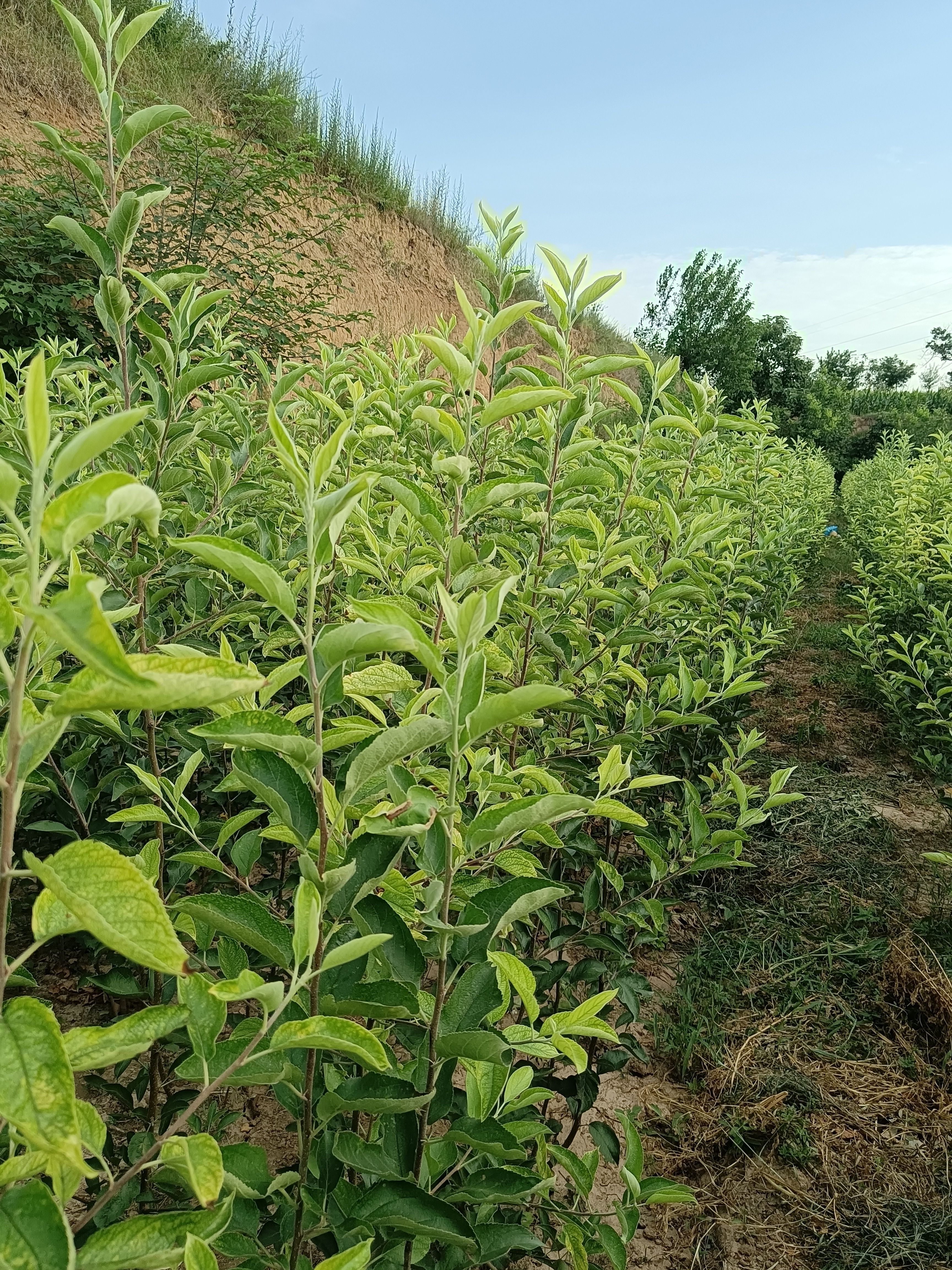 出售秦阳，秦脆乔化苹果苗18000株。