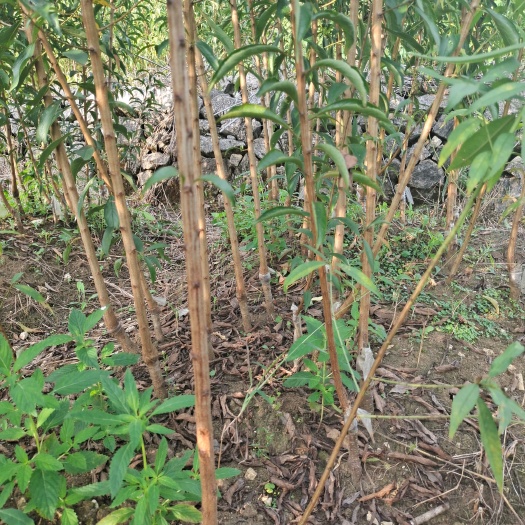 镇宁县正宗贵州六马蜂糖李苗