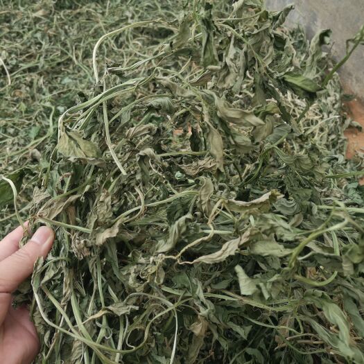 马关县灵香草