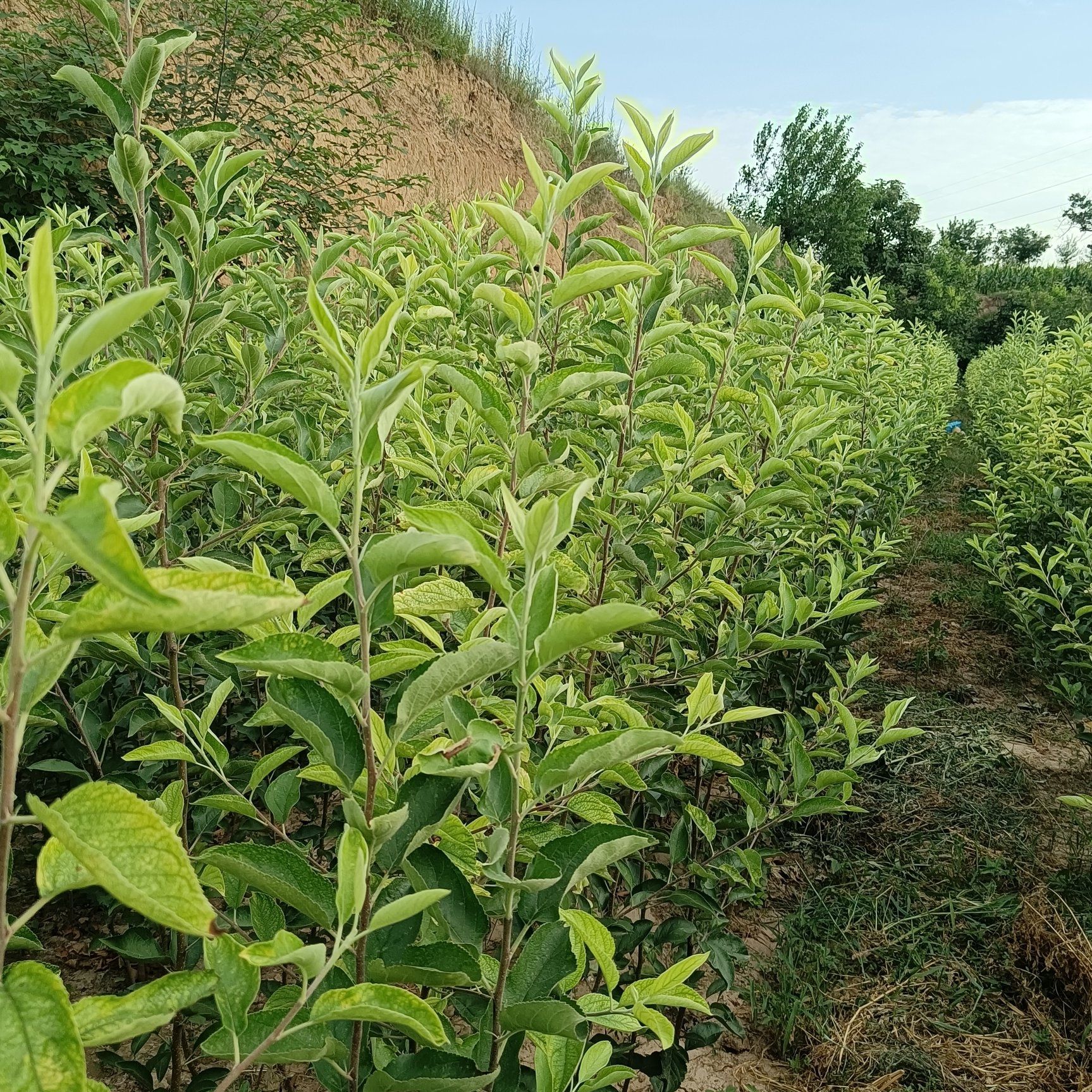 出售秦阳，秦脆乔化苹果苗18000株。