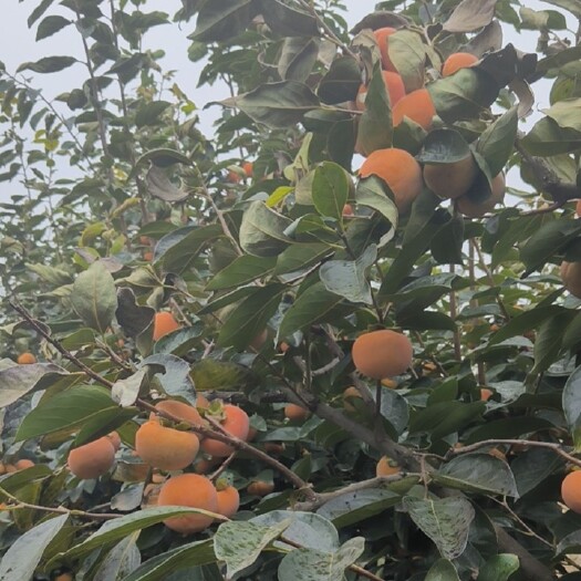 合阳县甜柿子，质量好，有需要的客商联系