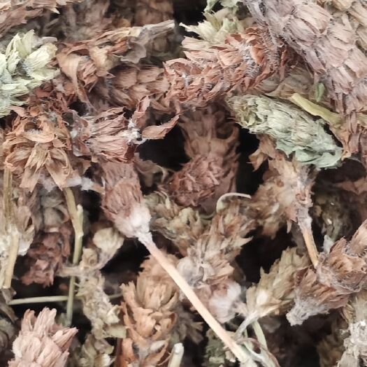 玉林下枯球中药材批发一手货源量大忧惠