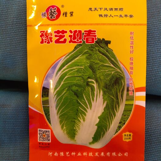 扶沟县大白菜种子 豫艺迎春大白菜种子~早熟60天收形耐寒和抗病性强