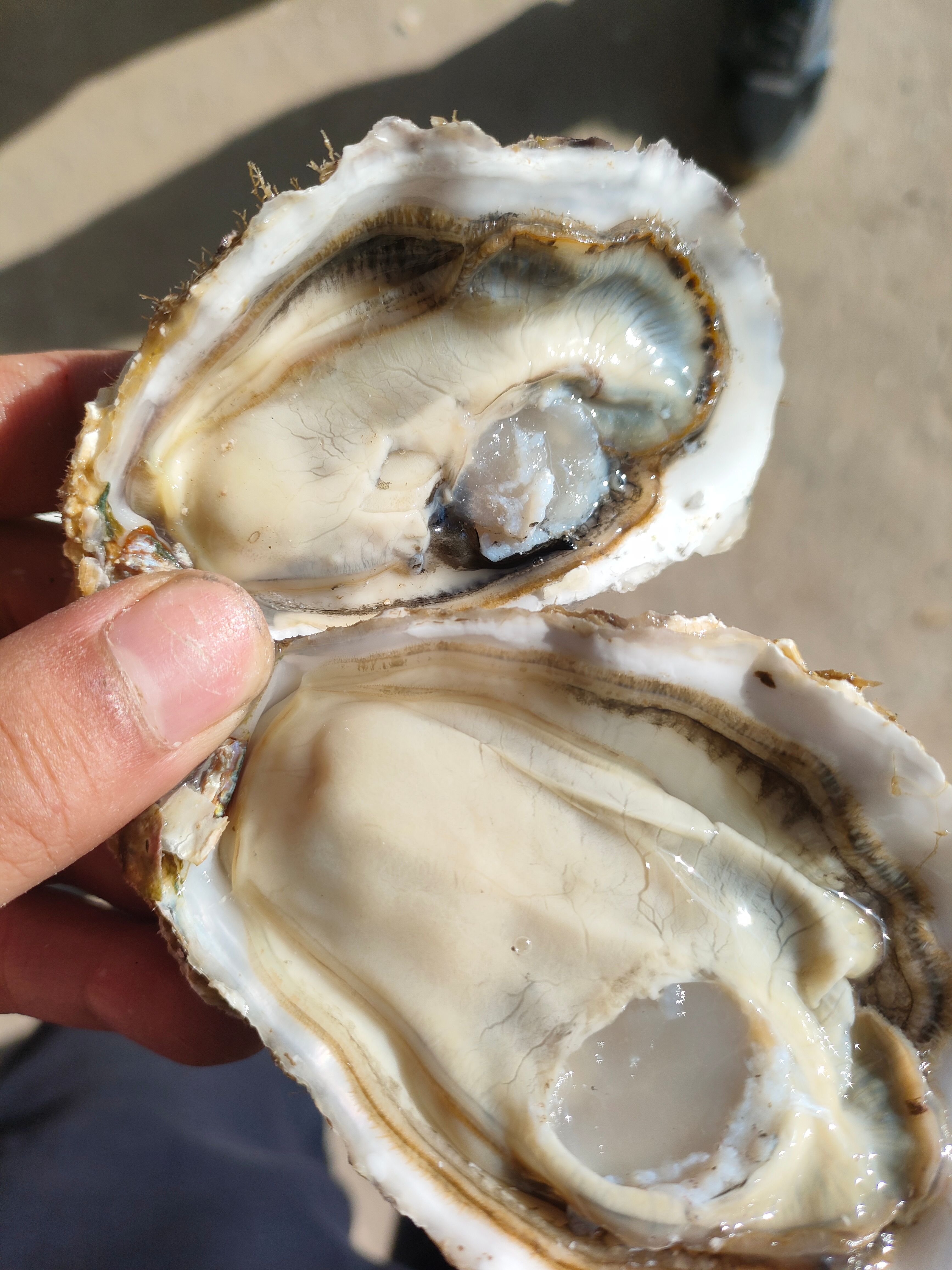 乳山生蚝，加工厂直供，一件代发，售后无忧