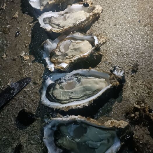 长海县三倍体生蚝，肥度八分以上，个体3-6挂7