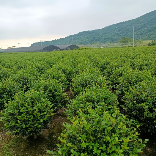 宁波茶梅批量出首