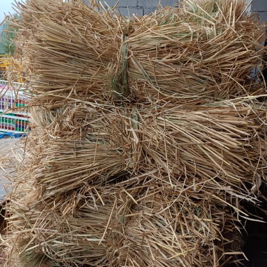 金沙县治沙稻草