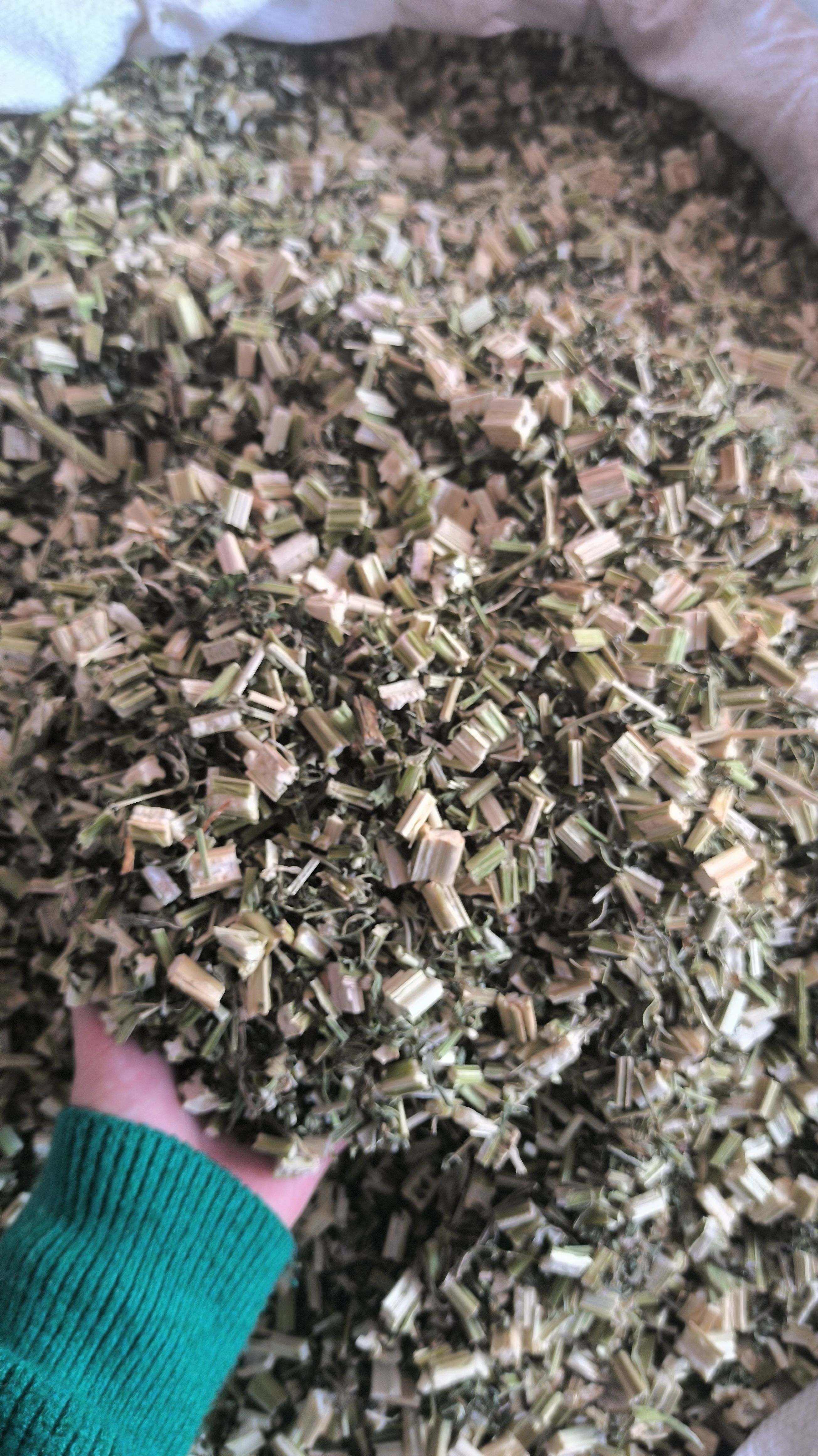 益母草 干货益母草 益母草 无硫干净益母草地道中药材