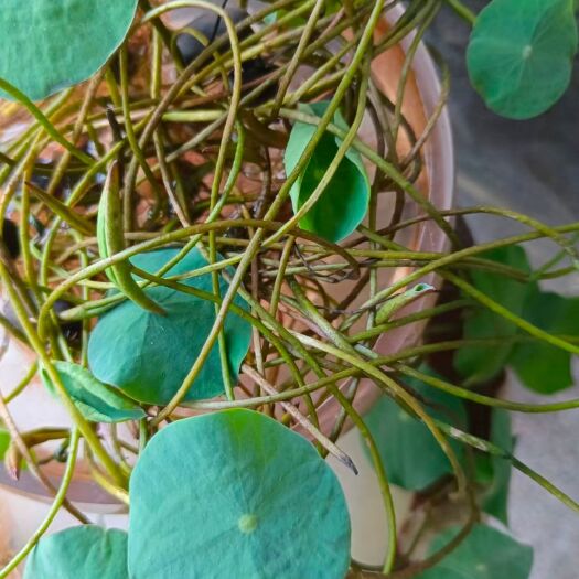 沭阳县四季播种碗莲种子已开口水培植物睡莲荷花种子室内盆栽绿植花卉