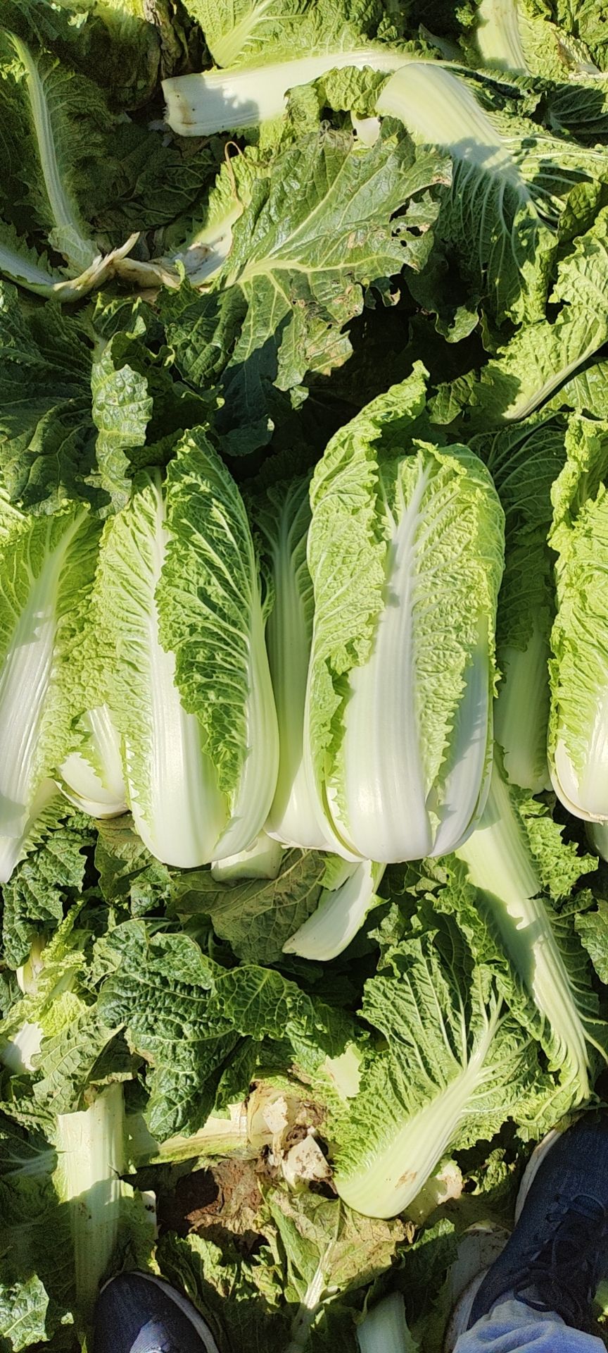 大白菜黄心  常年供应东北三省，河北，山西，陕西等