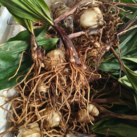 马关县毛慈菇