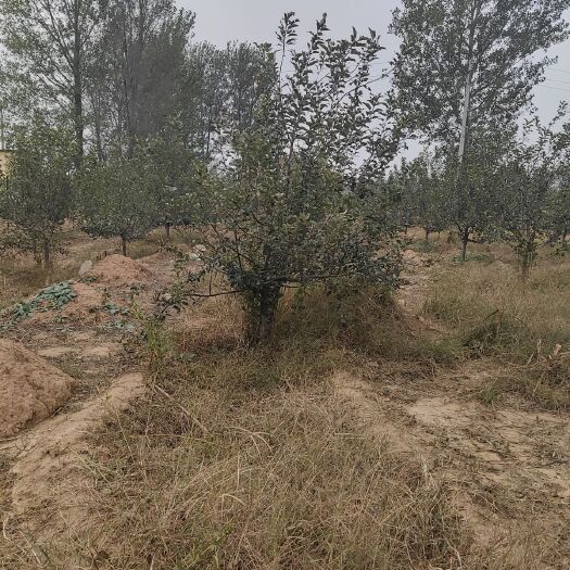 安阳县出售烟富8号苹果树苗
