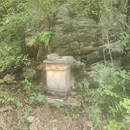 丹江口市土蜂蜜，野蜂蜜