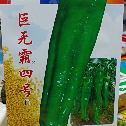 商丘牛角椒种子巨无霸四号椒角长，青皮，微辣吃起无渣3袋包邮