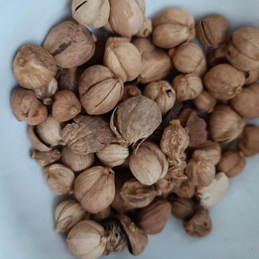 鄄城县白豆蔻