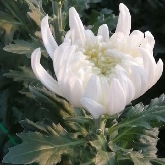 东海县独杆独枝黄白菊花，花头大，色泽艳