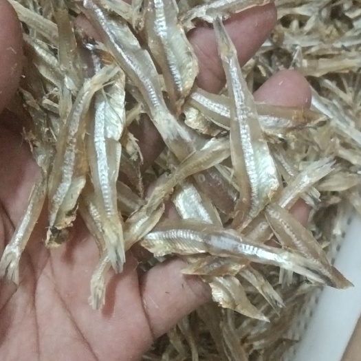 北海公鱼干 去头淡干白凡