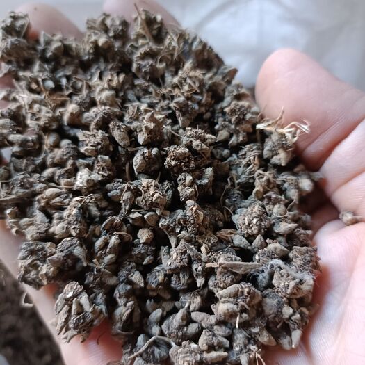  猫爪草新货上市干货自然晒干2024一手货