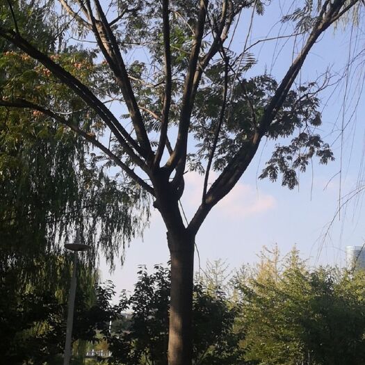 郯城县合欢树苗15合欢树价格