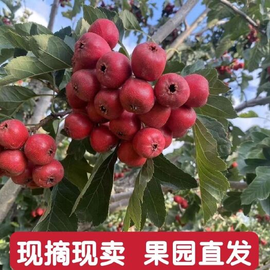 平邑县甜红子山楂